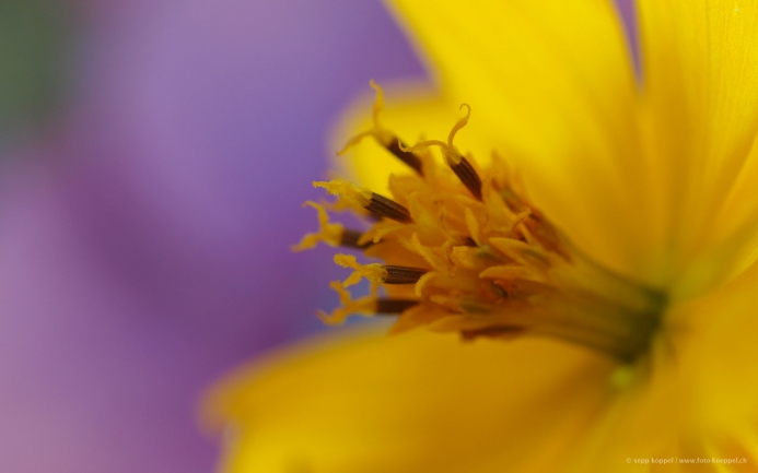 Tagetes-4-3.jpg