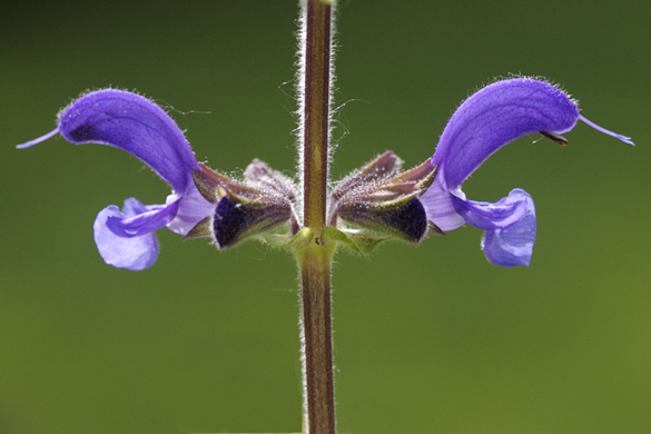 Wiesensalbei.jpg